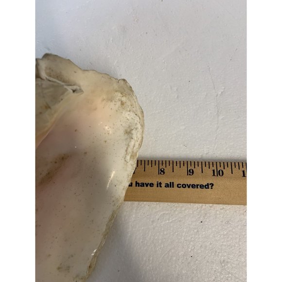 Large Conch Shell Queen Ocean Specimen Pink Sea Shell Fossil Nautical Beach - Picture 10 of 12